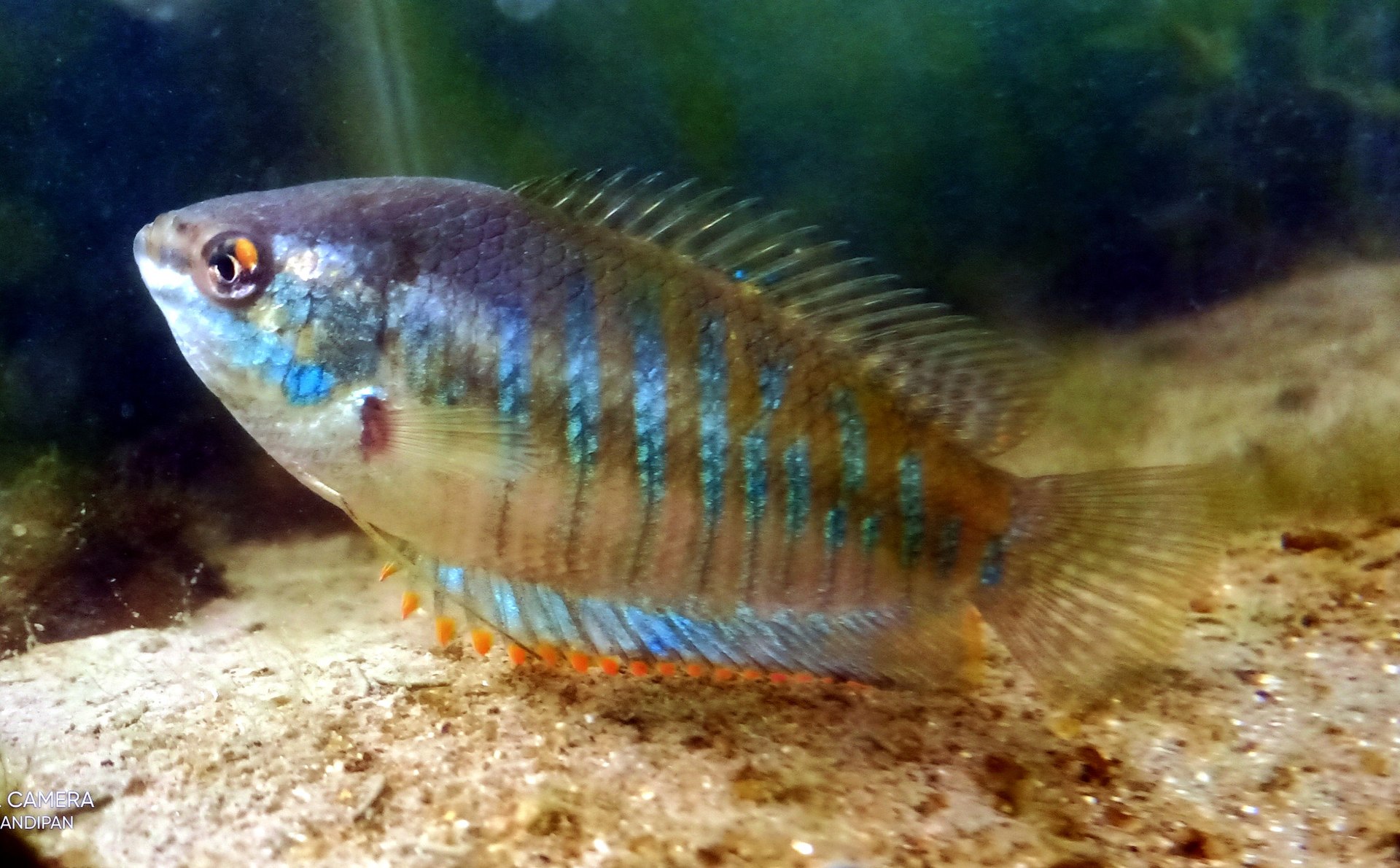 Why Does My Betta Have Clamped Fins?