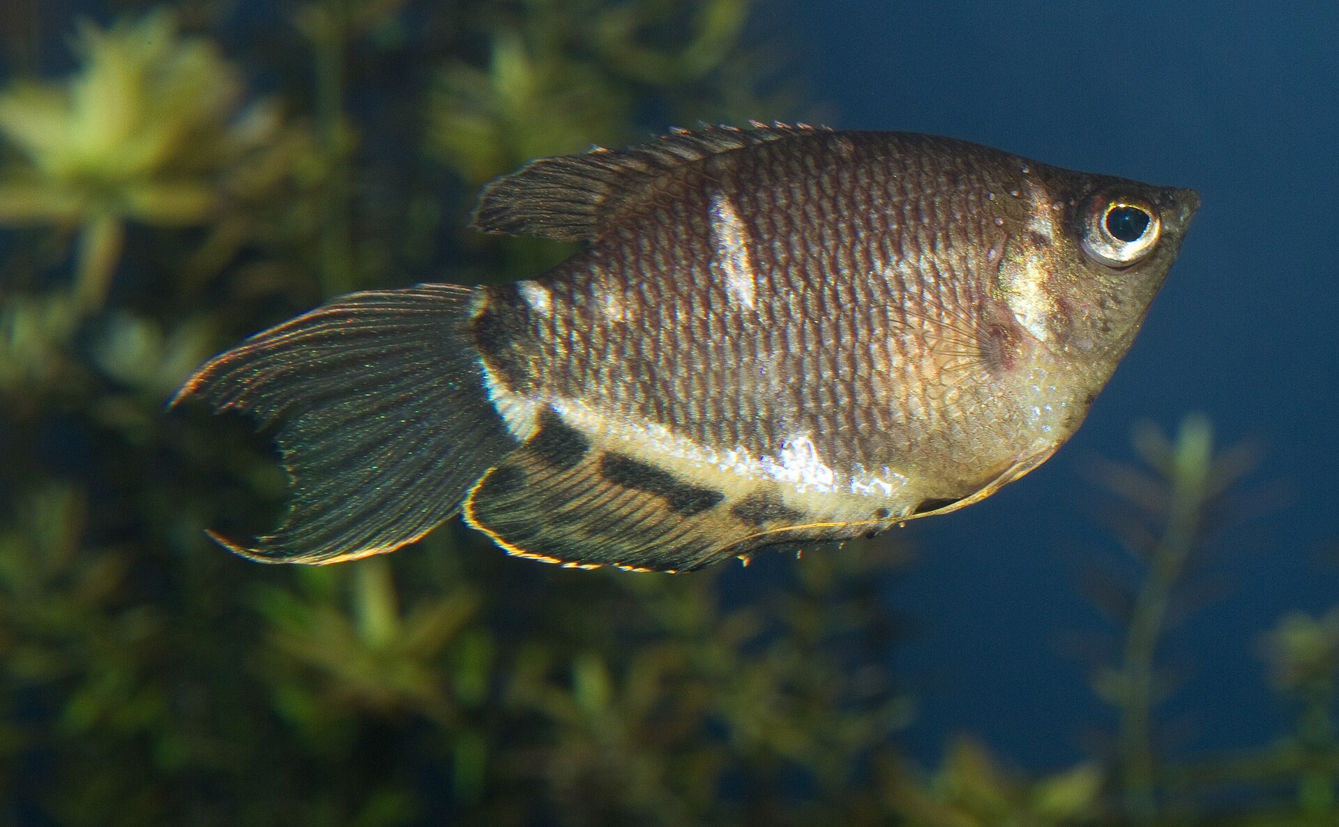 Chocolate Gourami (Sphaerichthys osphromenoides): Blackwater Care