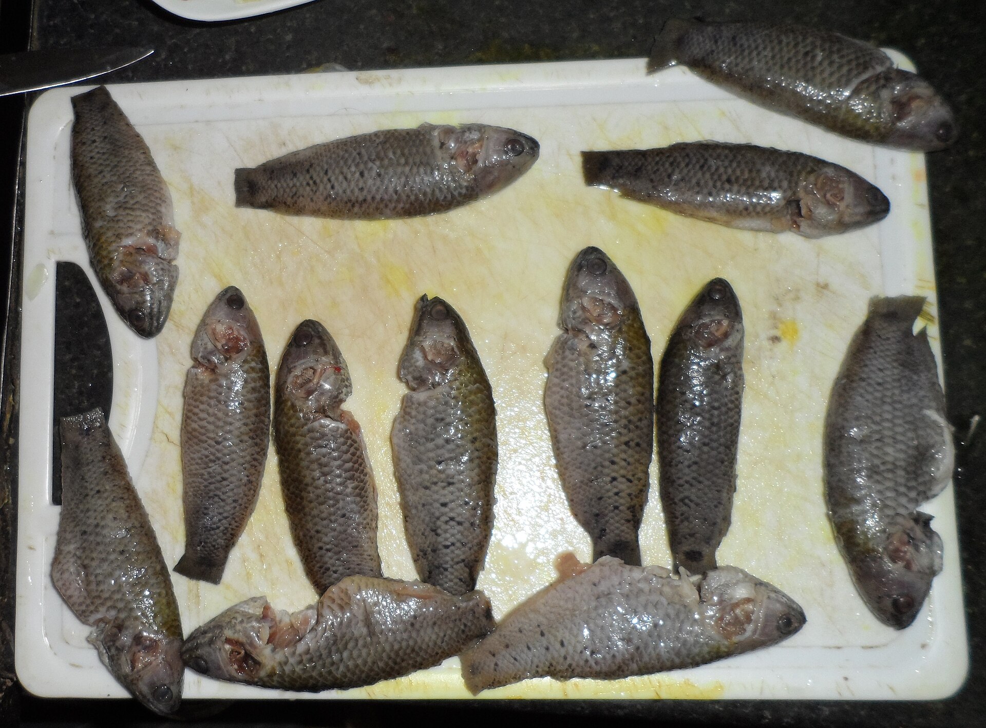 Climbing Perch (Anabas testudineus): Labyrinth Predator Care