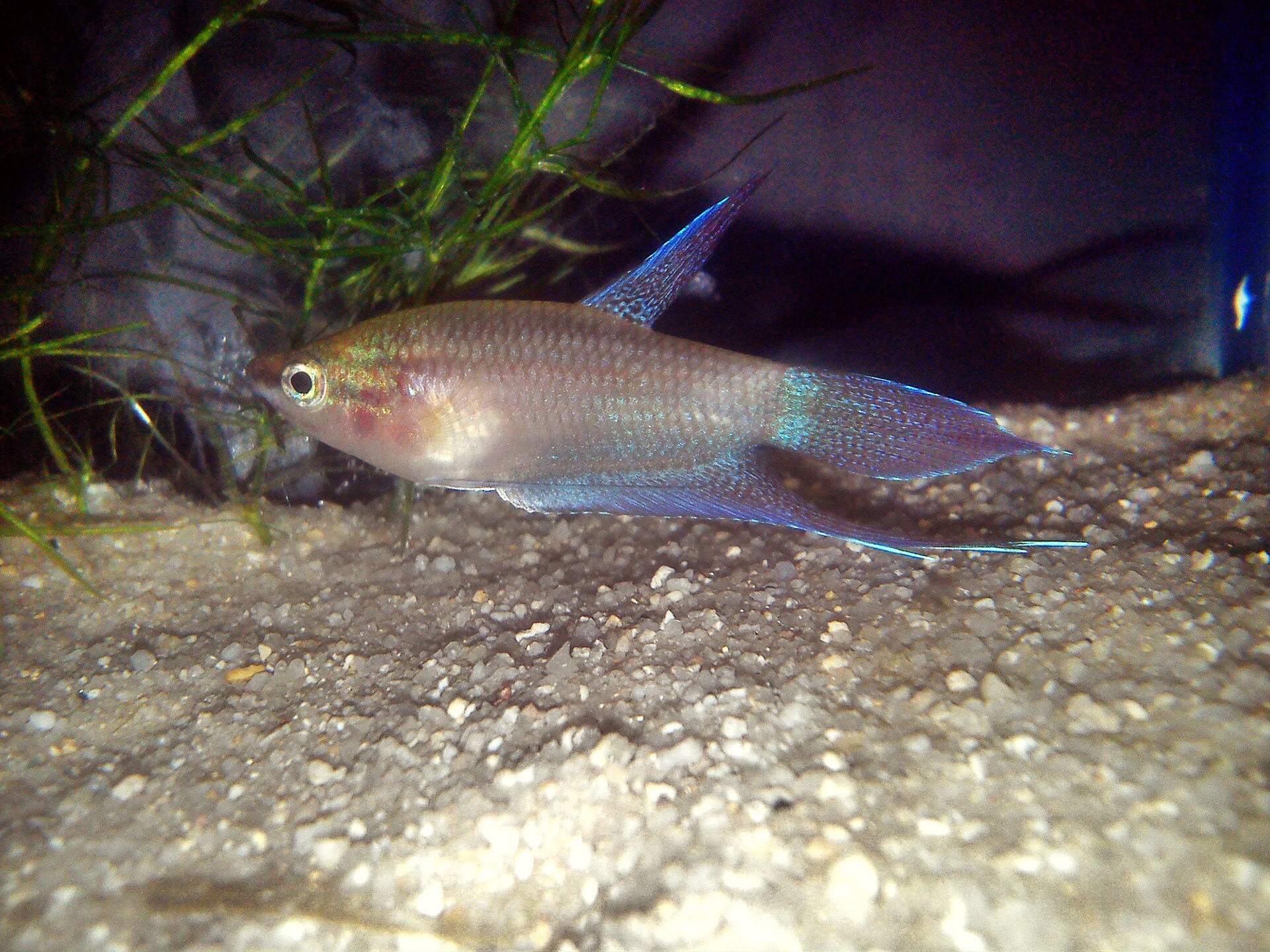 Croaking Gourami (Trichopsis vittata): Sound-Producing Gourami Care