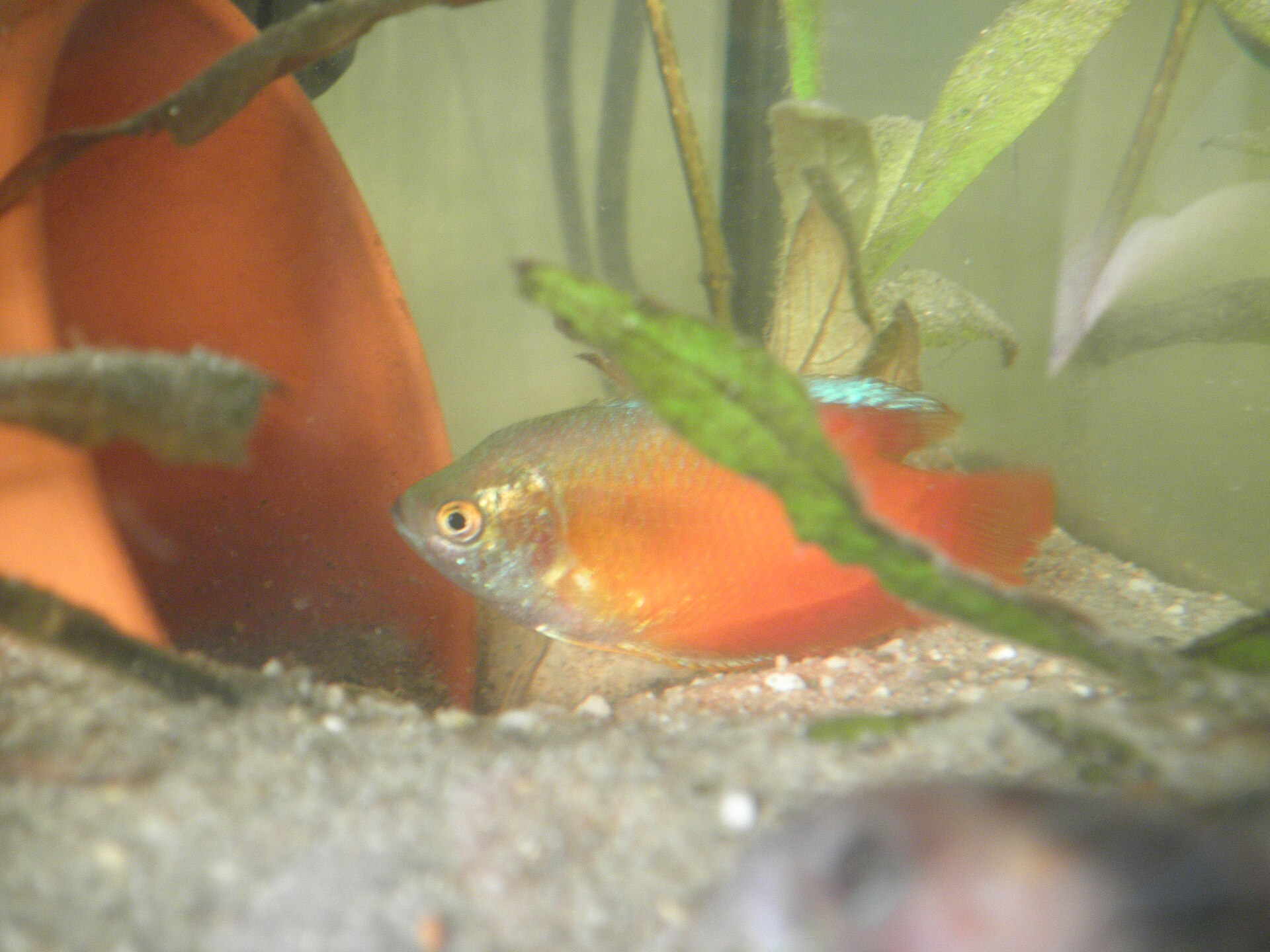 Dwarf Gourami (Trichogaster lalius): Care & Disease Risk
