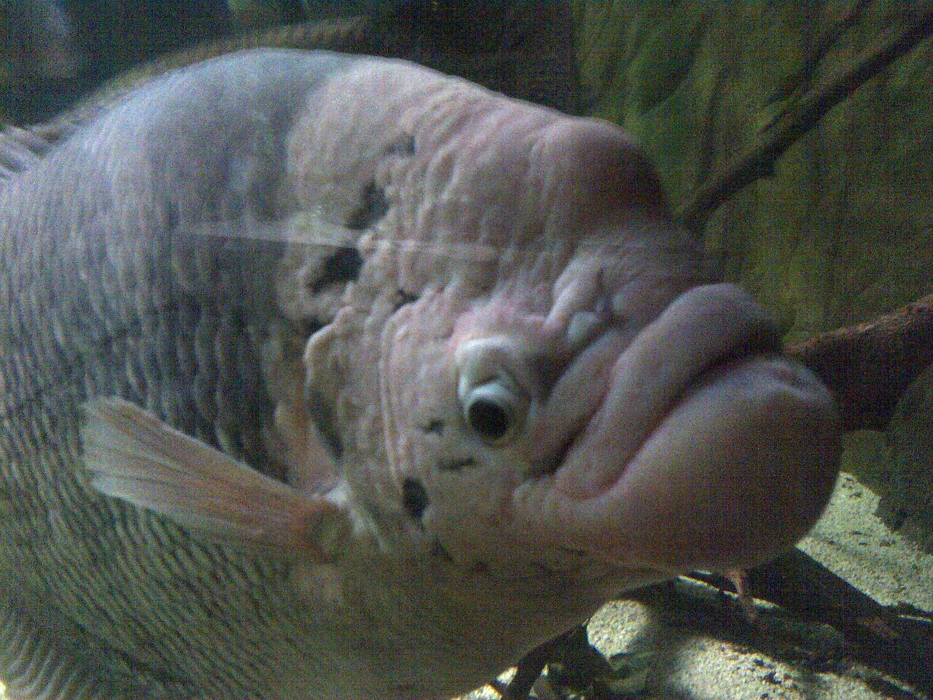 Giant Gourami (Osphronemus goramy): Public-Aquarium Scale Care