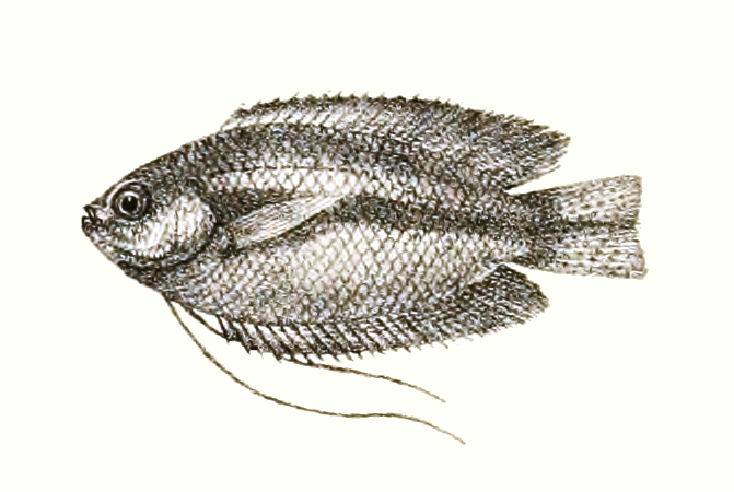 Honey Gourami (Trichogaster chuna): Calm Community Care