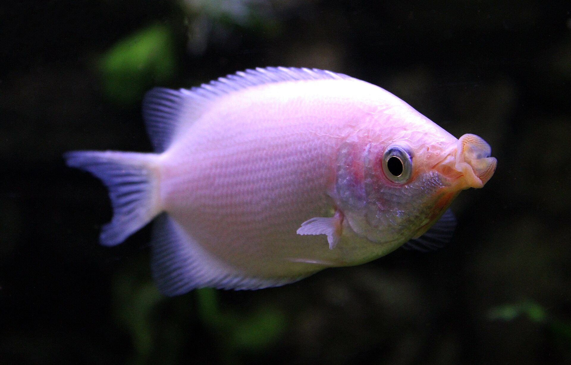 Kissing Gourami (Helostoma temminckii): Size & Care