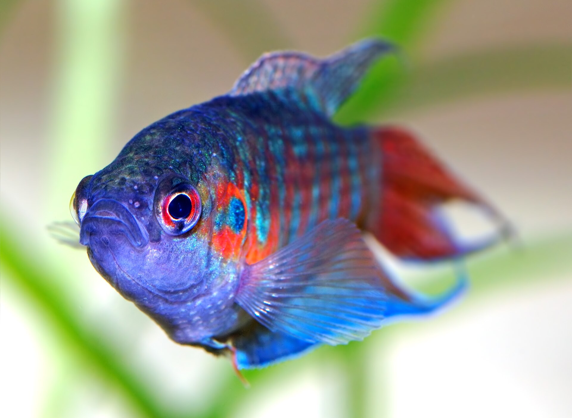 Paradise Fish (Macropodus opercularis): Cool-Water Care