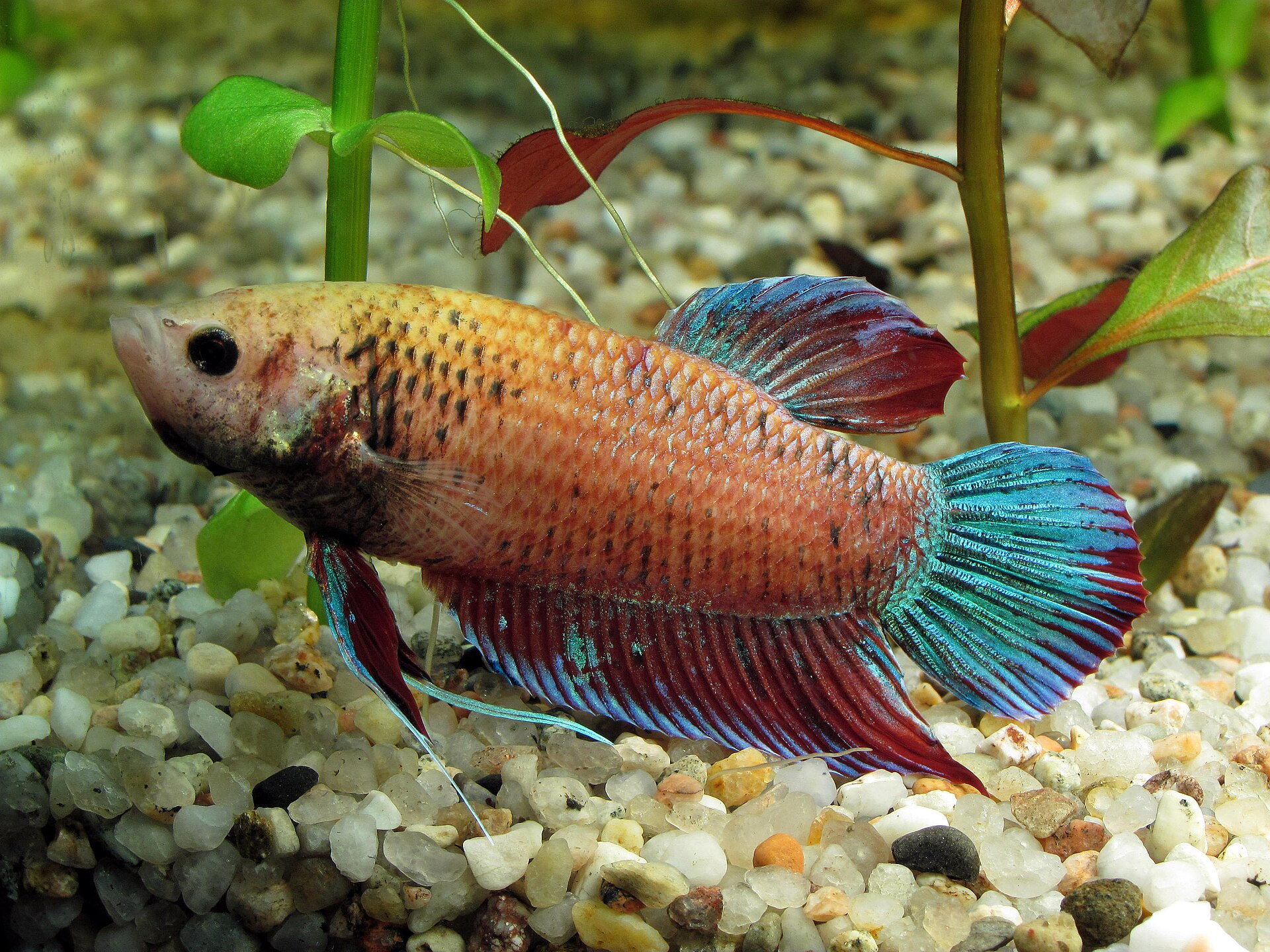 Siamese Fighting Fish (Betta splendens): Care & Fin Health