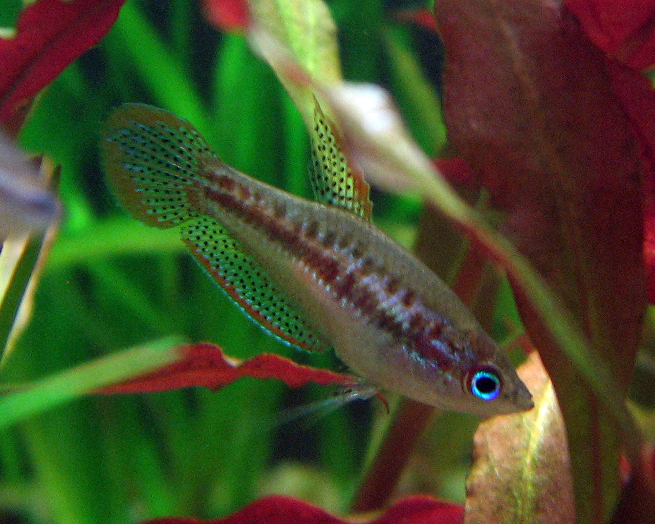 Sparkling Gourami (Trichopsis pumila): Nano Blackwater Care