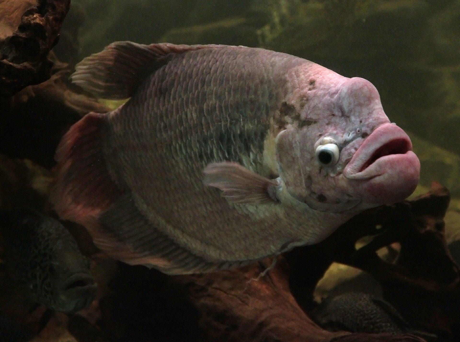 The Complete Gouramis & Bettas Guide: Labyrinth Fish Care