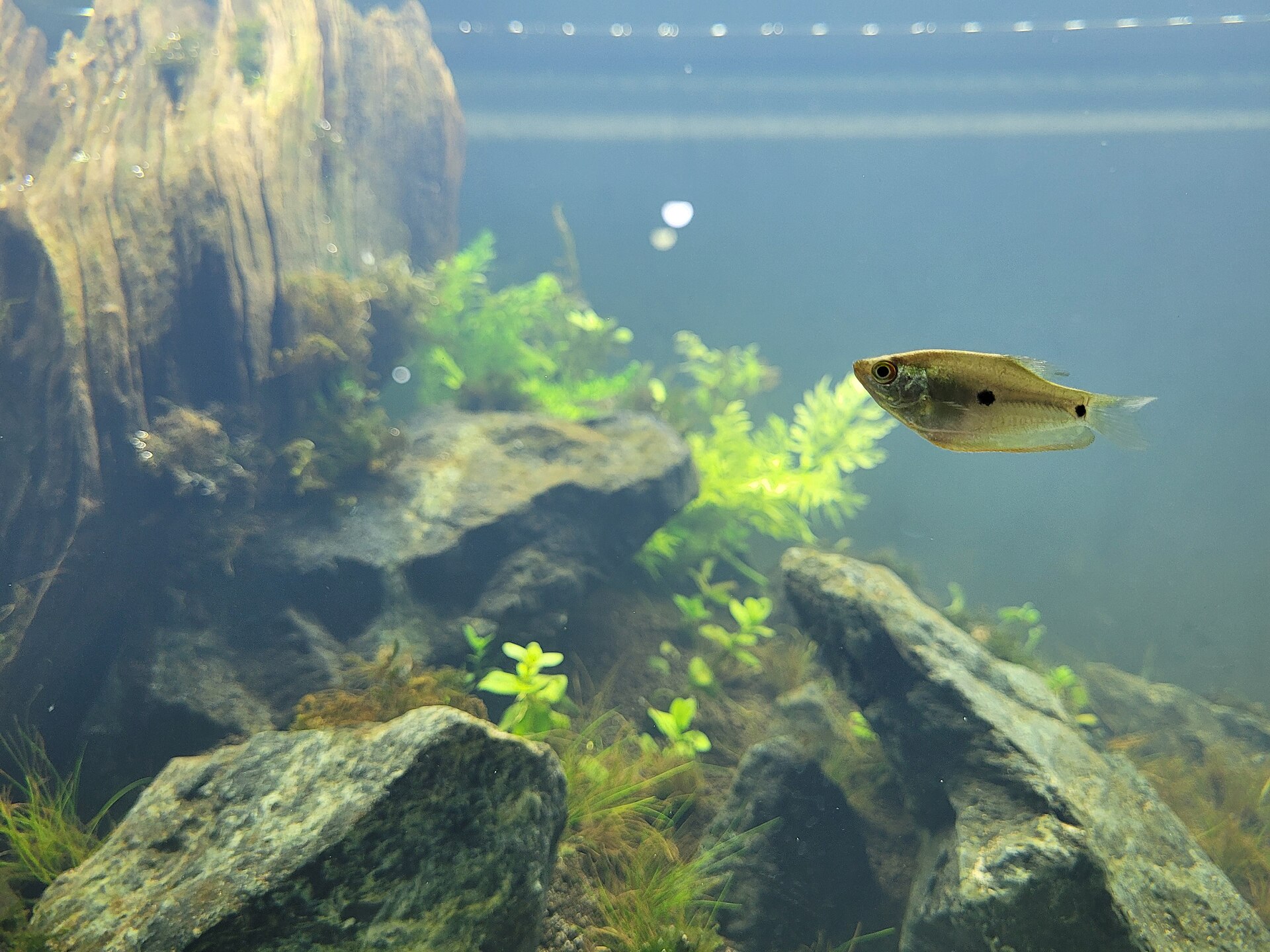 Three-Spot Gourami (Trichopodus trichopterus): Care & Aggression