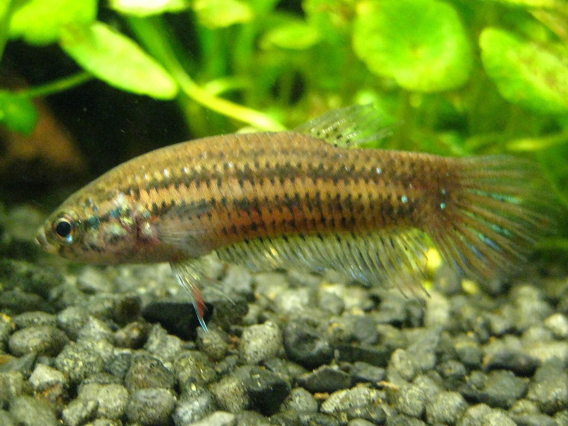 Wild Betta imbellis: Peaceful Betta Care