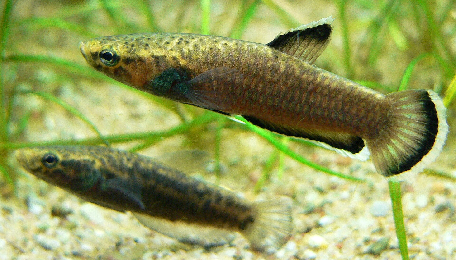 Wild Betta macrostoma: Brunei Mouth-Brooder Care