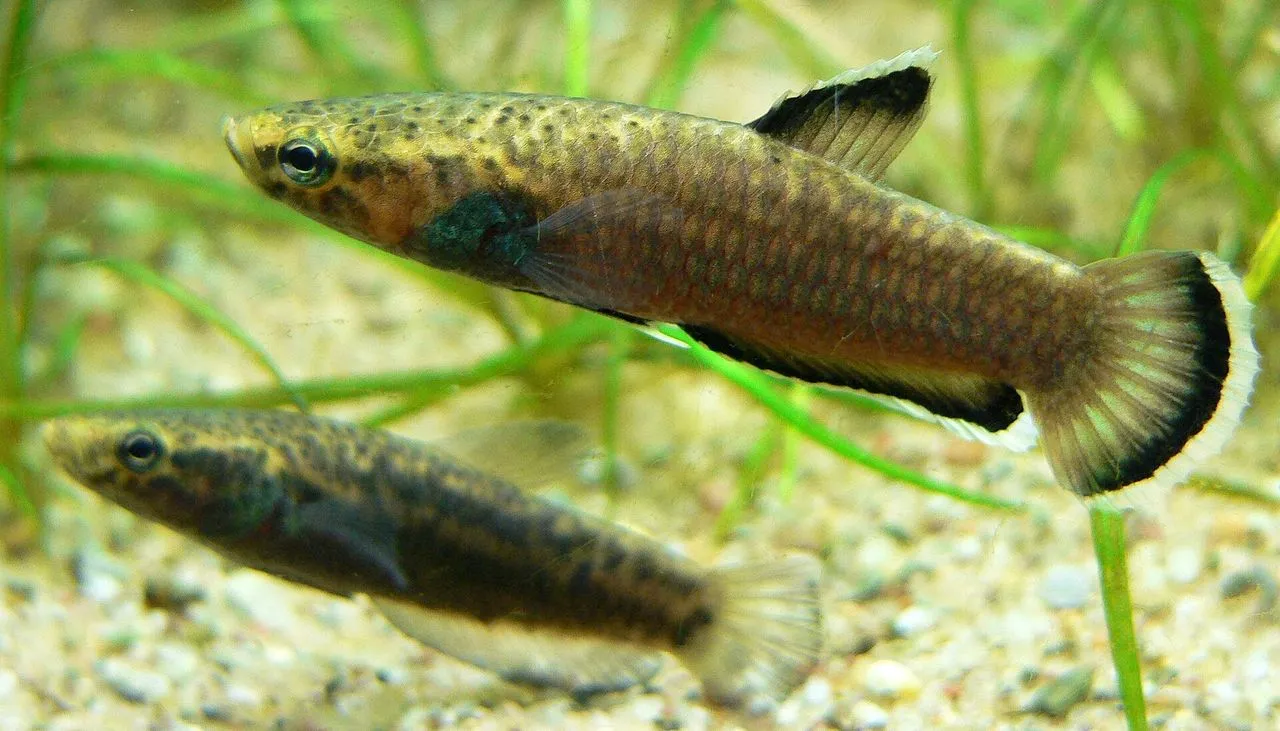 Wild Betta macrostoma: Brunei Mouth-Brooder Care