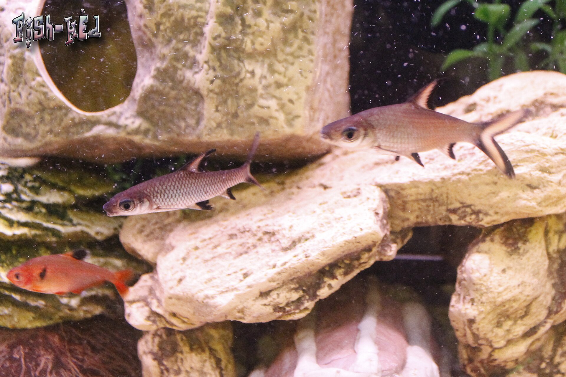 Bala Shark (Balantiocheilos melanopterus): Large Shoaler Care