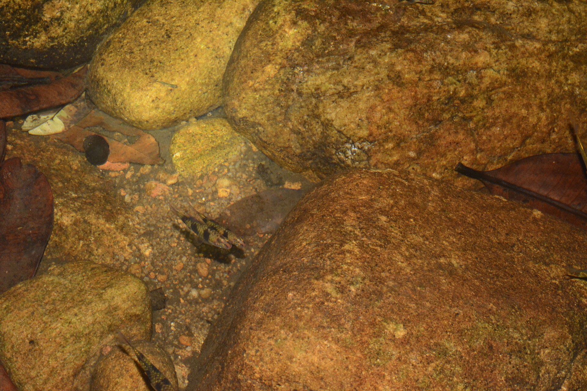Black Ruby Barb (Pethia nigrofasciata): Sri Lankan Care