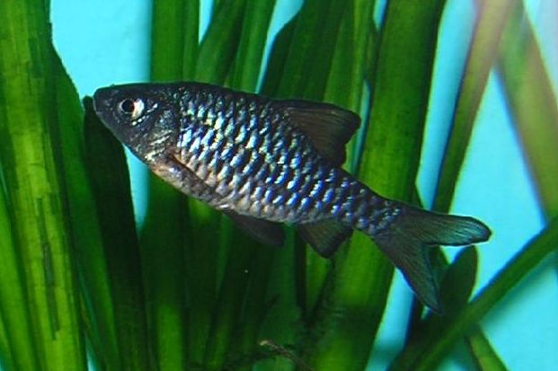 Checker Barb (Oliotius oligolepis): Planted Tank Care