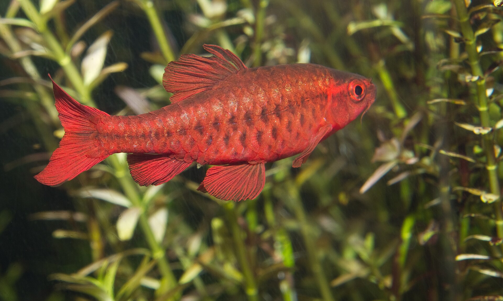 Cherry Barb (Puntius titteya): Peaceful Planted Care