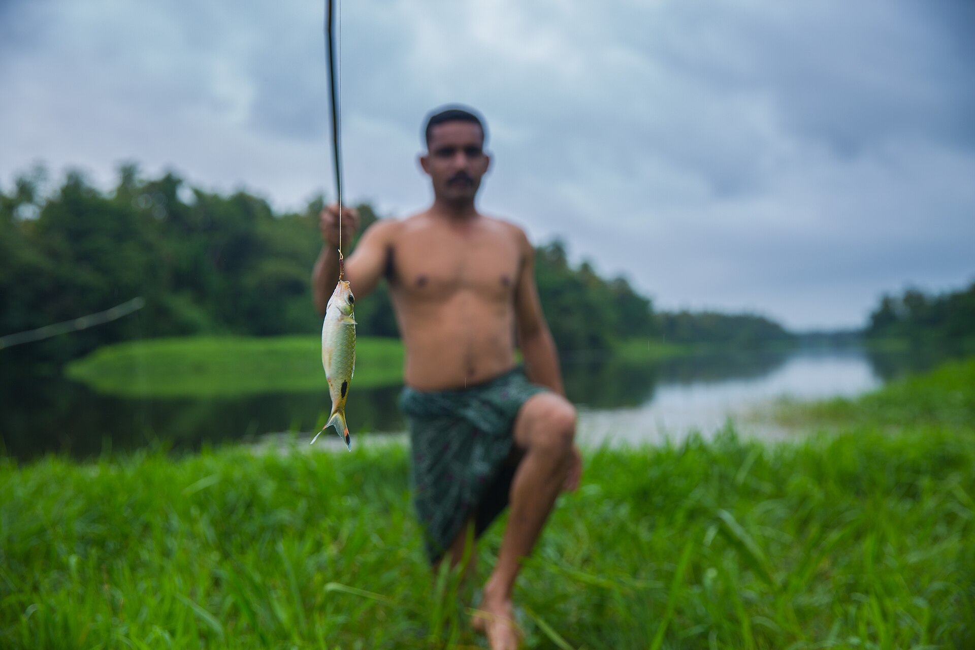 Filament Barb (Dawkinsia filamentosa): River Barb Care