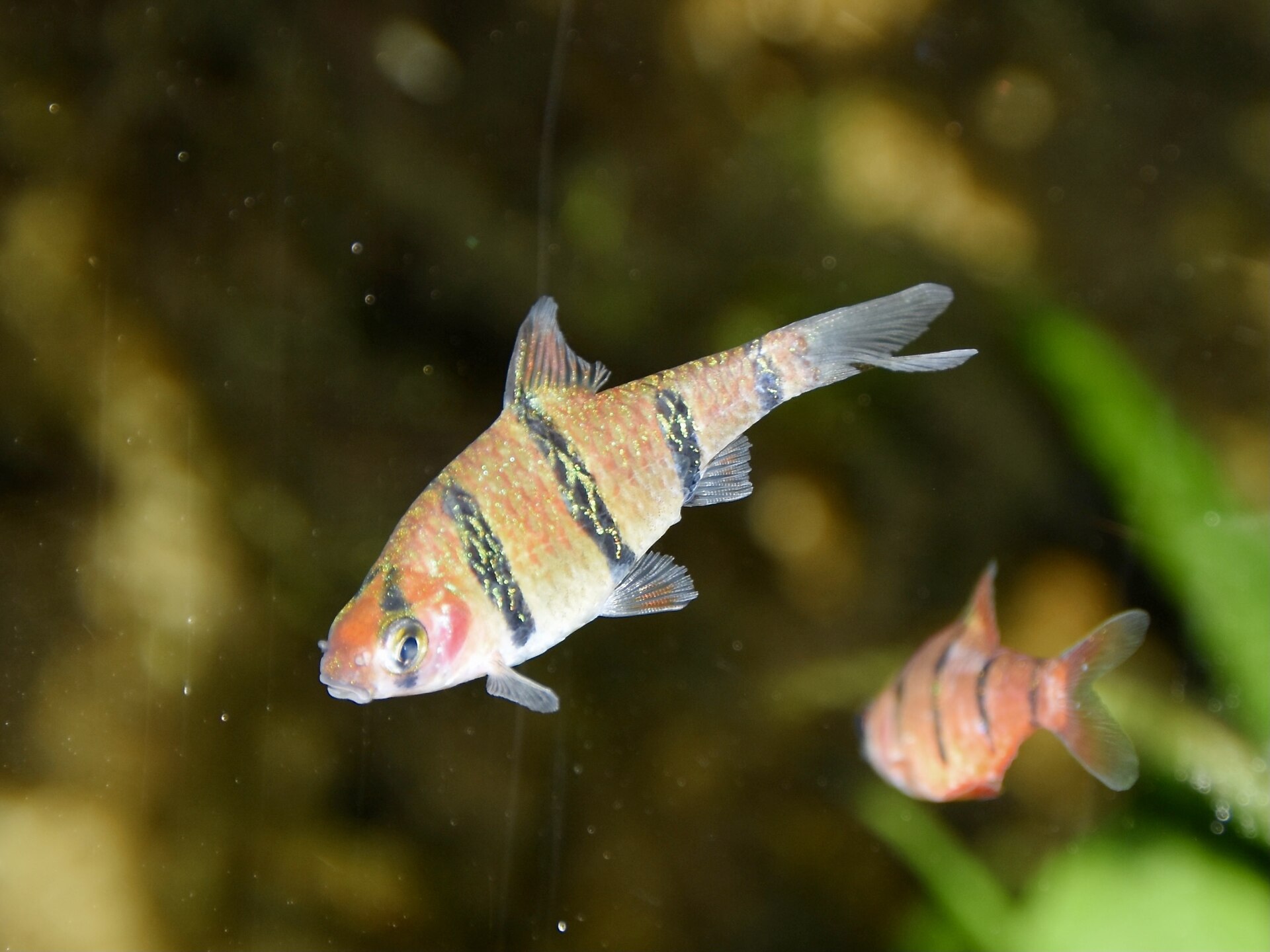 Five-Banded Barb (Desmopuntius pentazona): Soft-Water Care