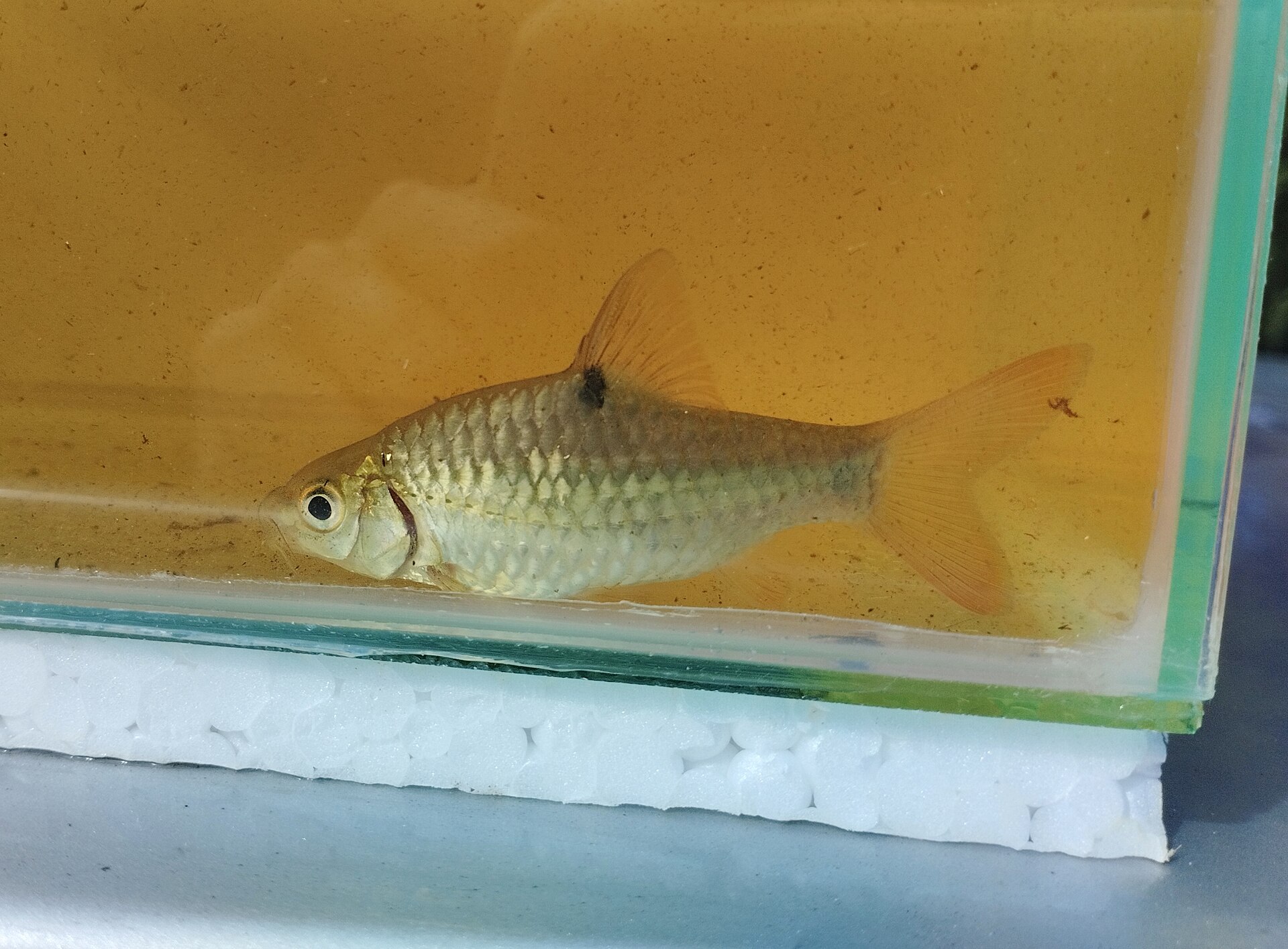 Why Are My Tiger Barbs Attacking Each Other?