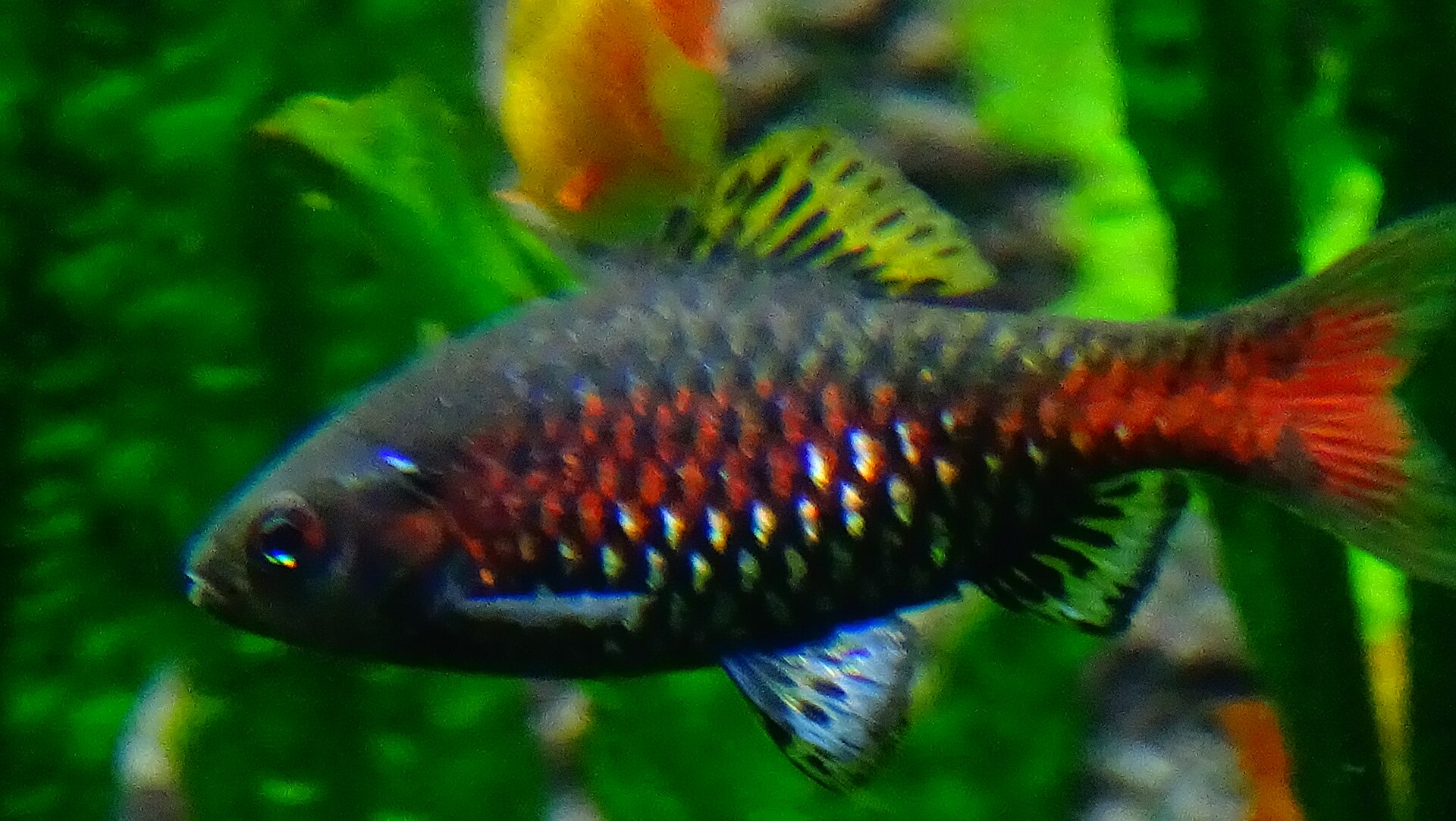 Odessa Barb (Pethia padamya): Myanmar Barb Care