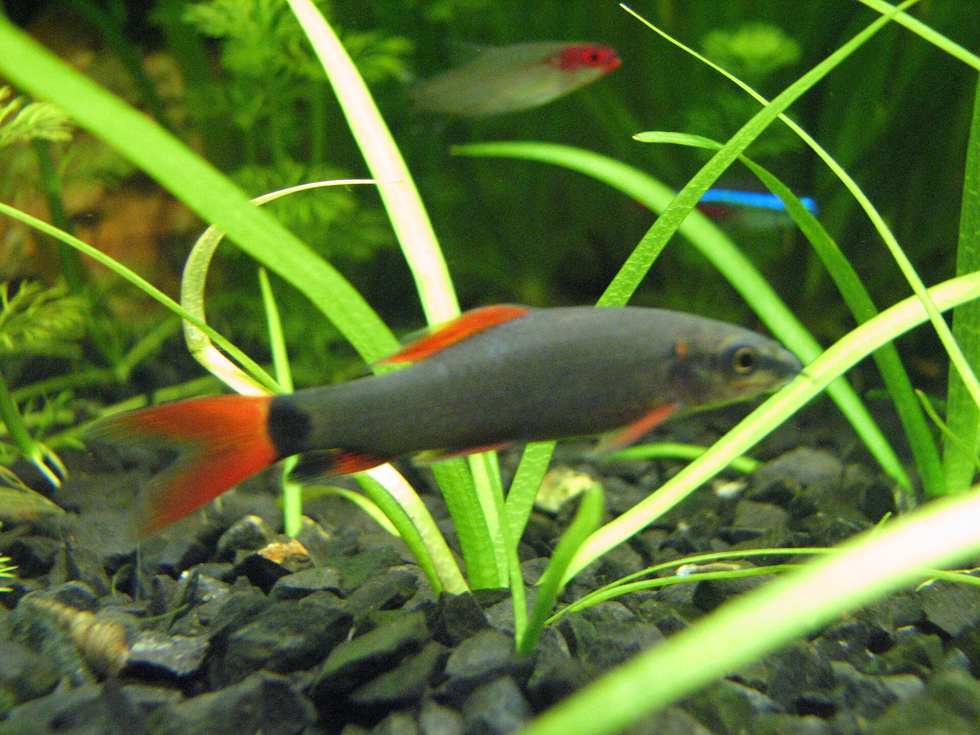 Rainbow Shark (Epalzeorhynchos frenatum): Territorial Care