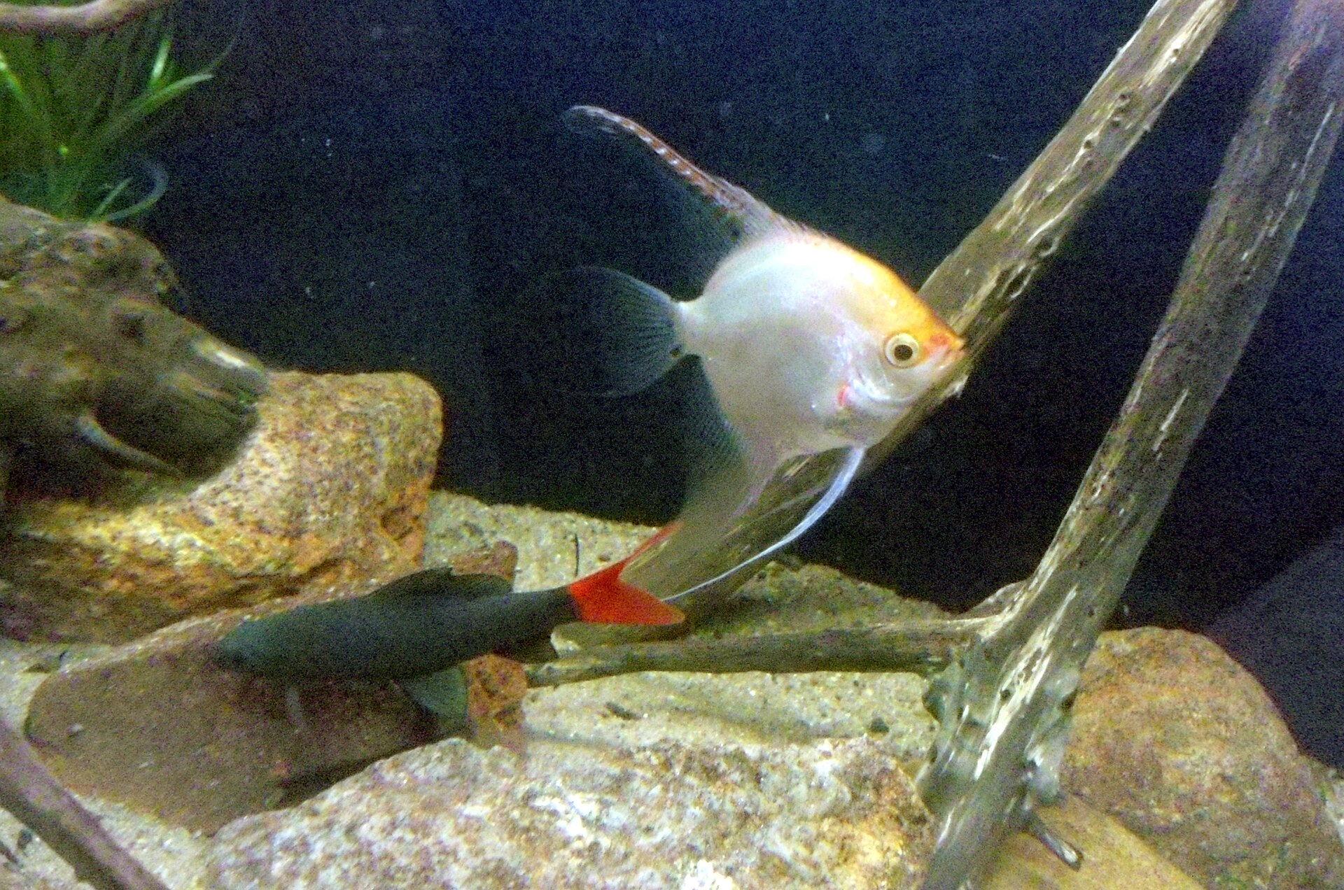 Red-Tail Black Shark (Epalzeorhynchos bicolor): Care
