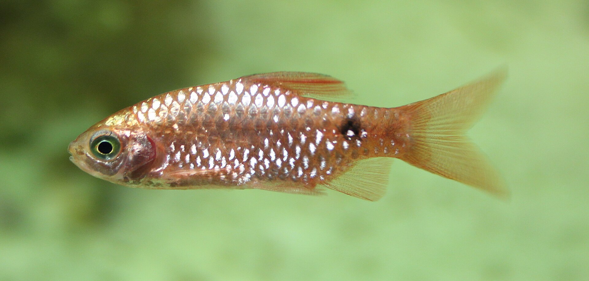 Rosy Barb (Pethia conchonius): Cool-Water Barb Care
