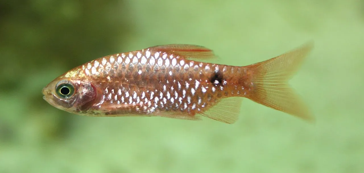 Rosy Barb (Pethia conchonius): Cool-Water Barb Care
