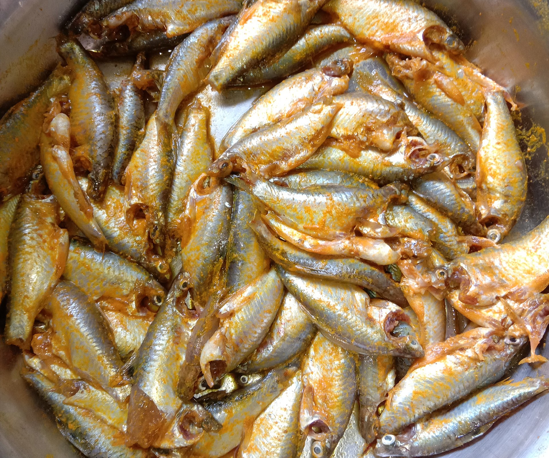 Sumatran Barb (Puntius vittatus): Small Barb Care