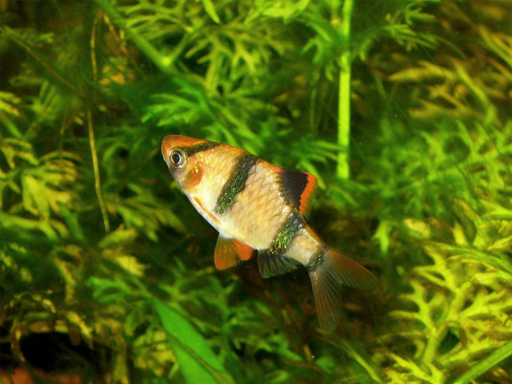 Tiger Barb (Puntigrus tetrazona): Care & Shoal Behaviour