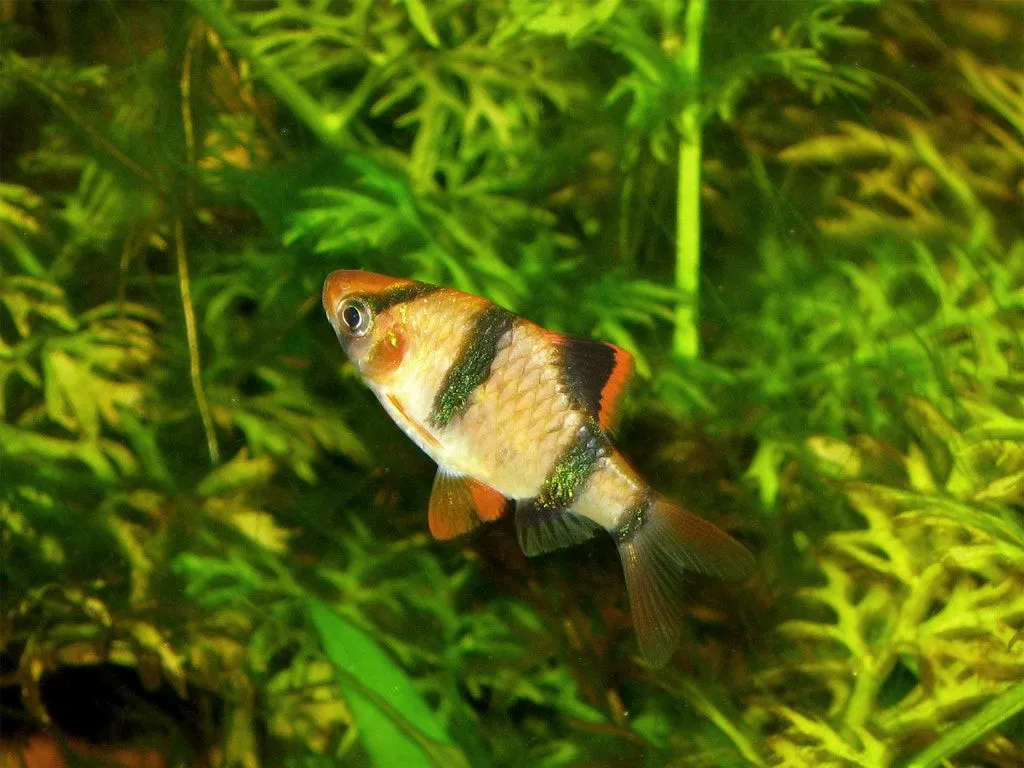 Tiger Barb (Puntigrus tetrazona): Care & Shoal Behaviour