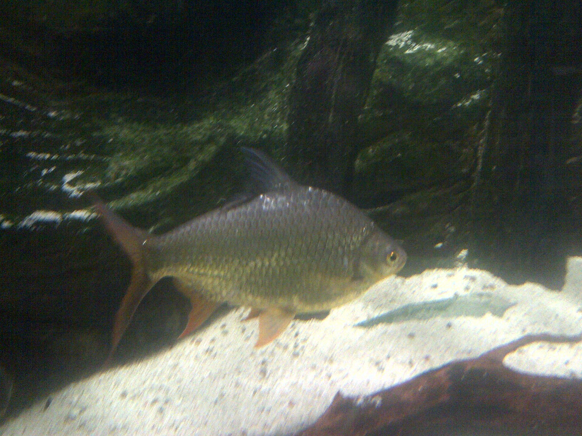 Tinfoil Barb (Barbonymus schwanenfeldii): Large Barb Care