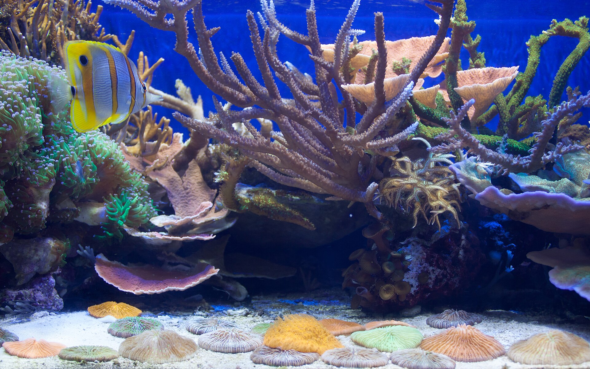 Why Is My Fish Hiding All the Time?