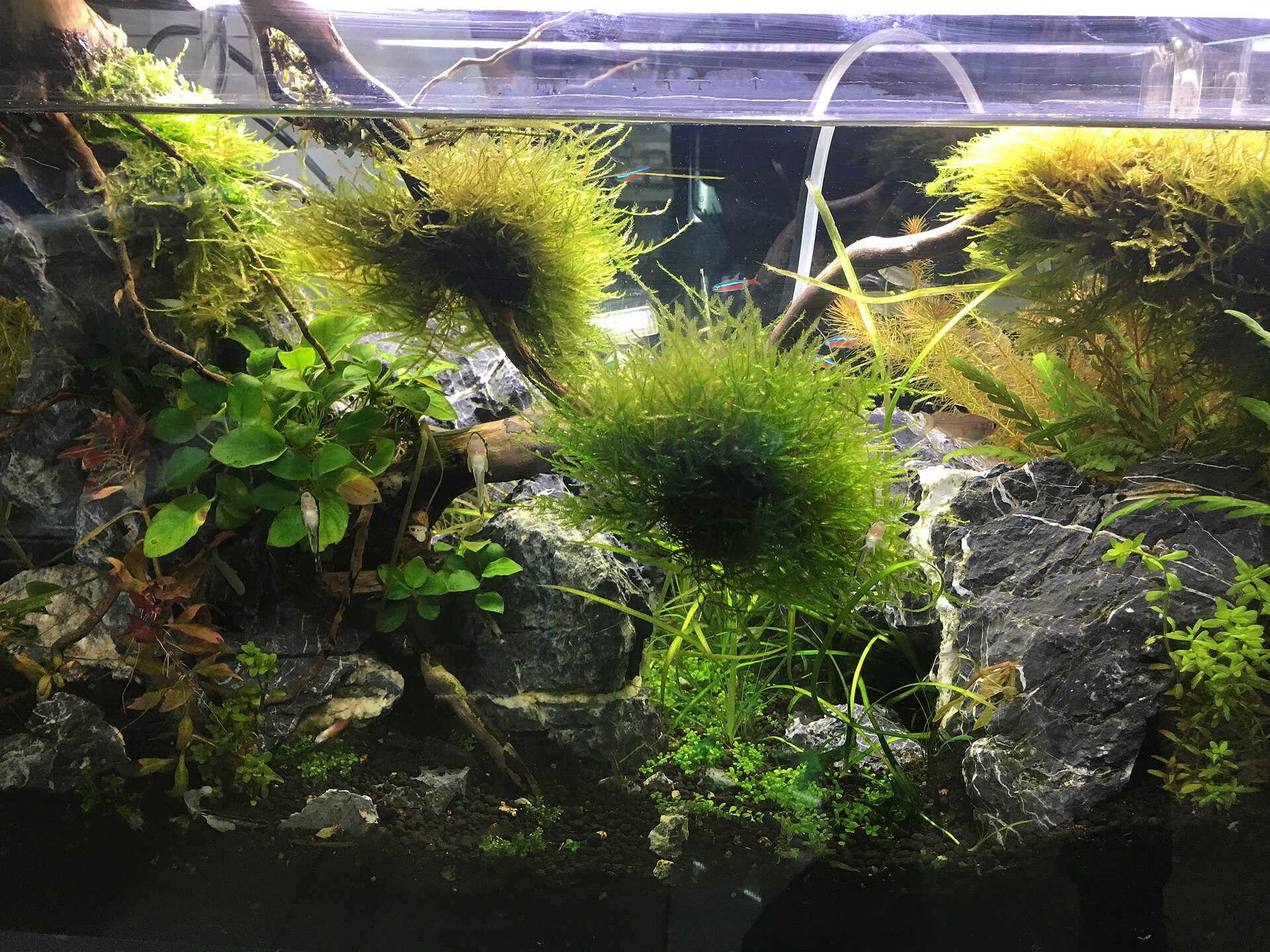 CO2 Injection Setup: Pressurised Safety for Planted Tanks