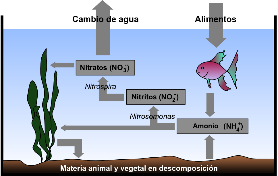 Cycling a New Aquarium: Fishless Method and Timelines
