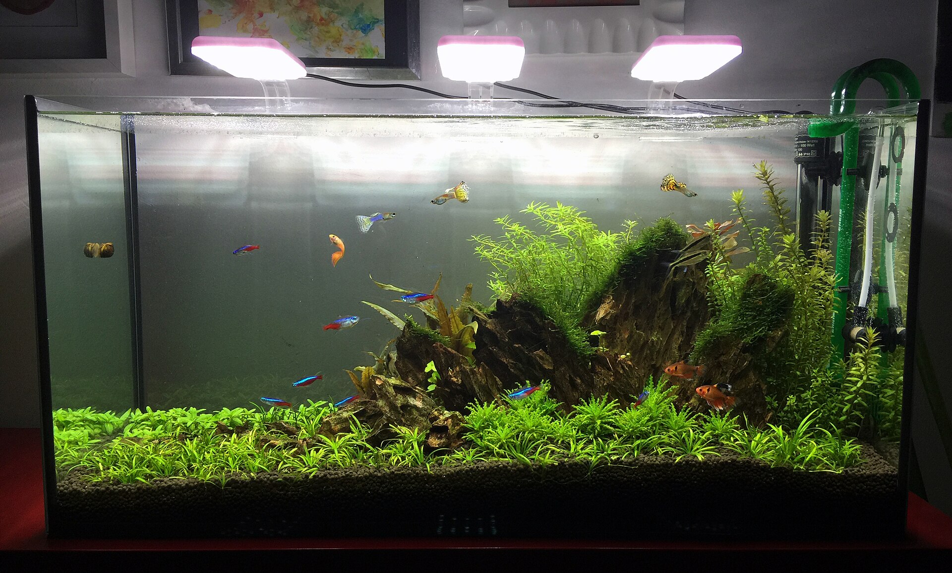 Sand vs Aquasoil for Planted Tanks