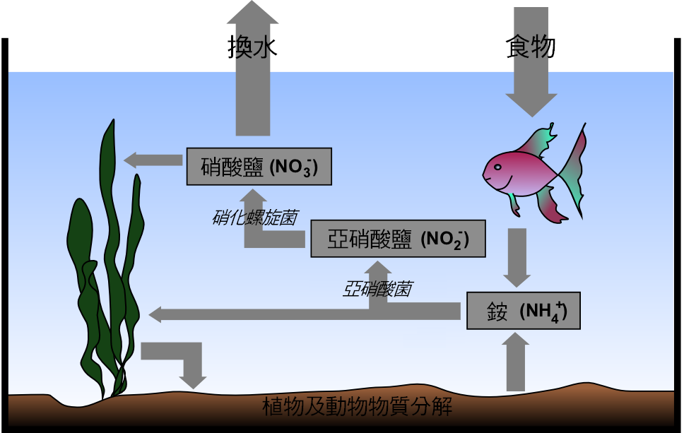 Nitrogen Cycle Explained: Ammonia, Nitrite and Nitrate