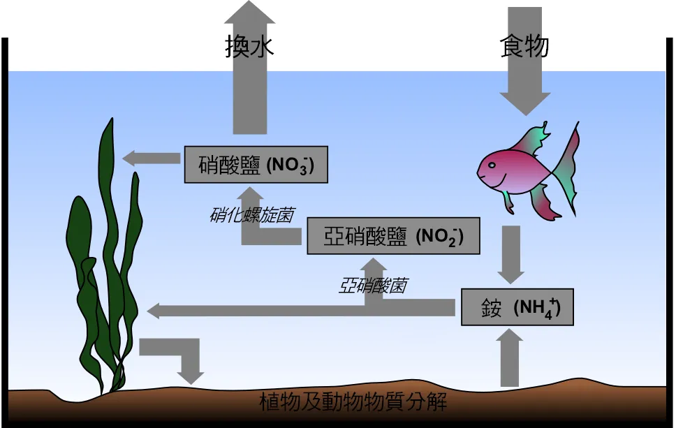 Nitrogen Cycle Explained: Ammonia, Nitrite and Nitrate