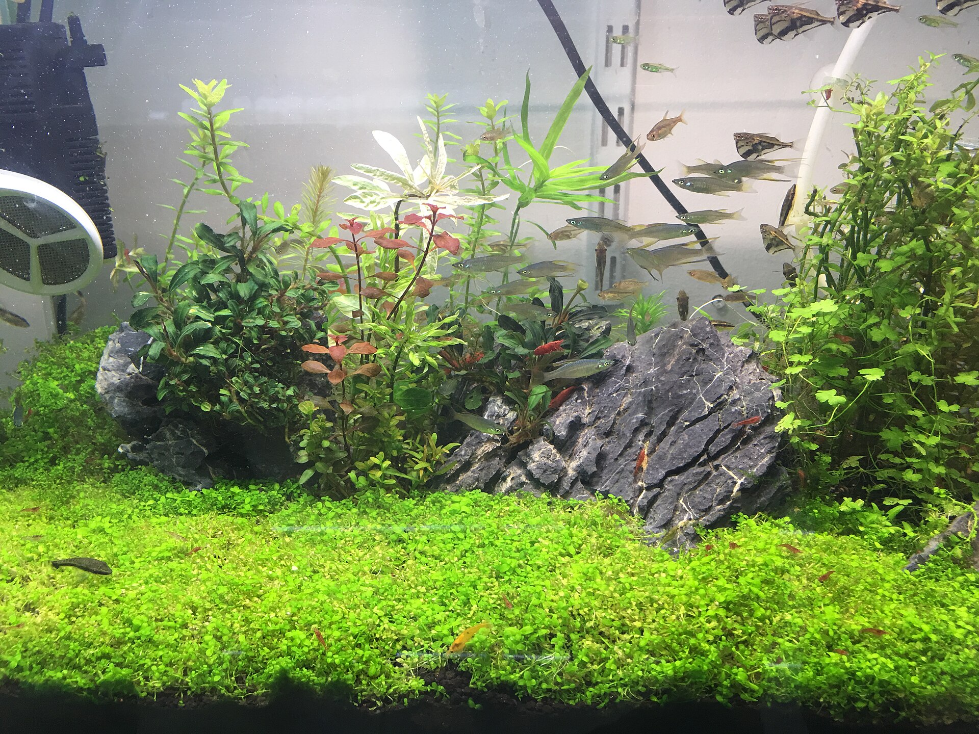 pH and Buffering: KH, CO2 and Stable Aquarium Chemistry