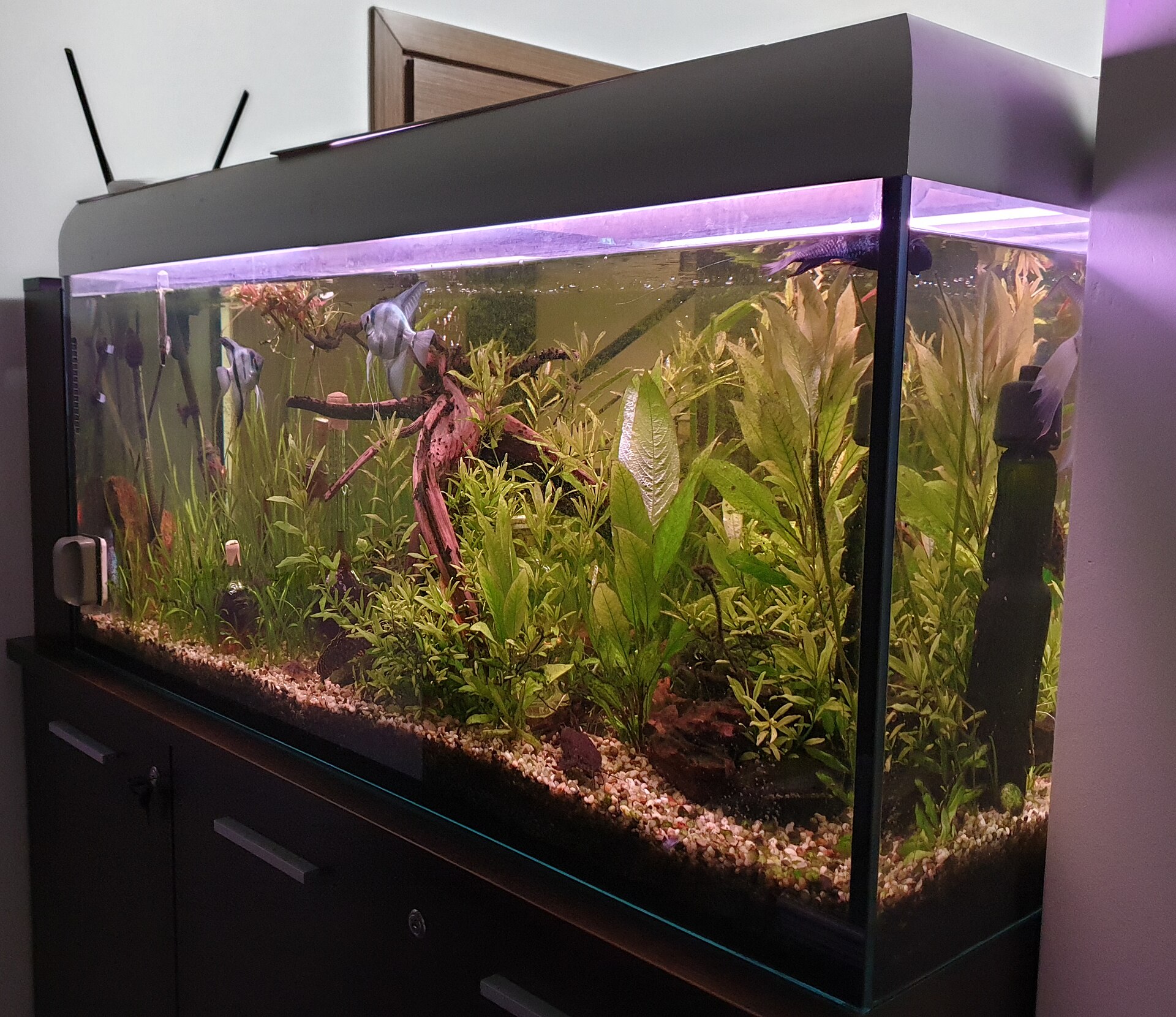 Substrate Selection: Sand, Gravel, Aquasoil and Species Safety