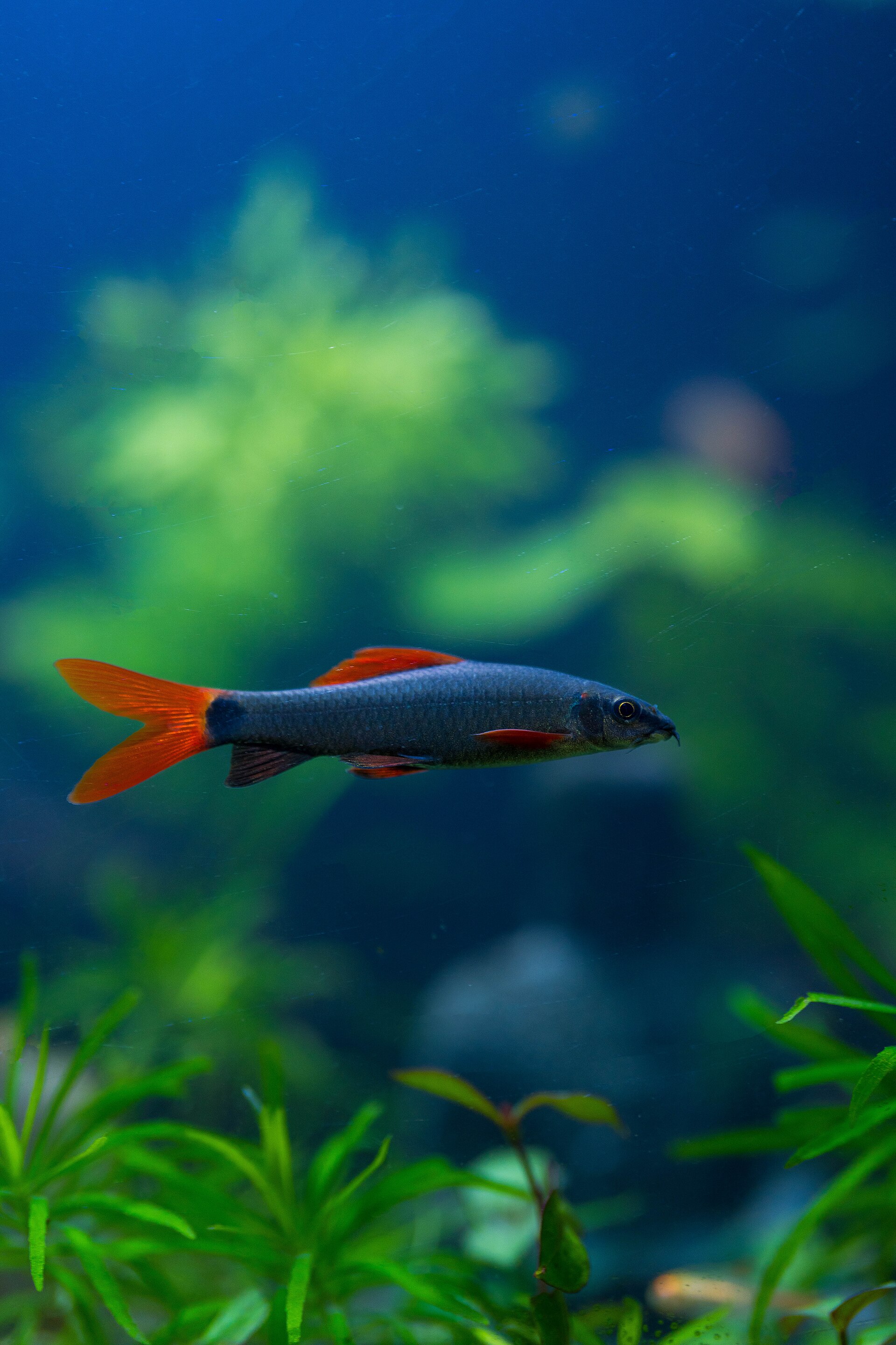 Why Is My Aquarium Water Suddenly Cold?
