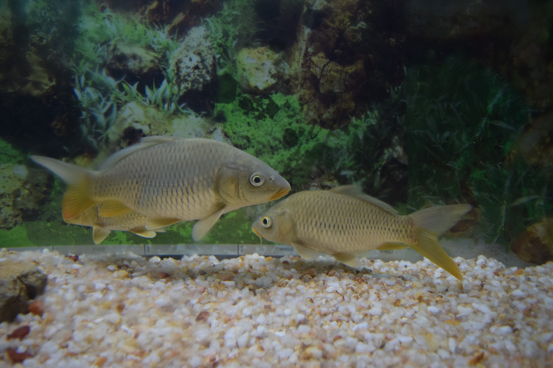 Why Is My Fish Scratching on Decor?