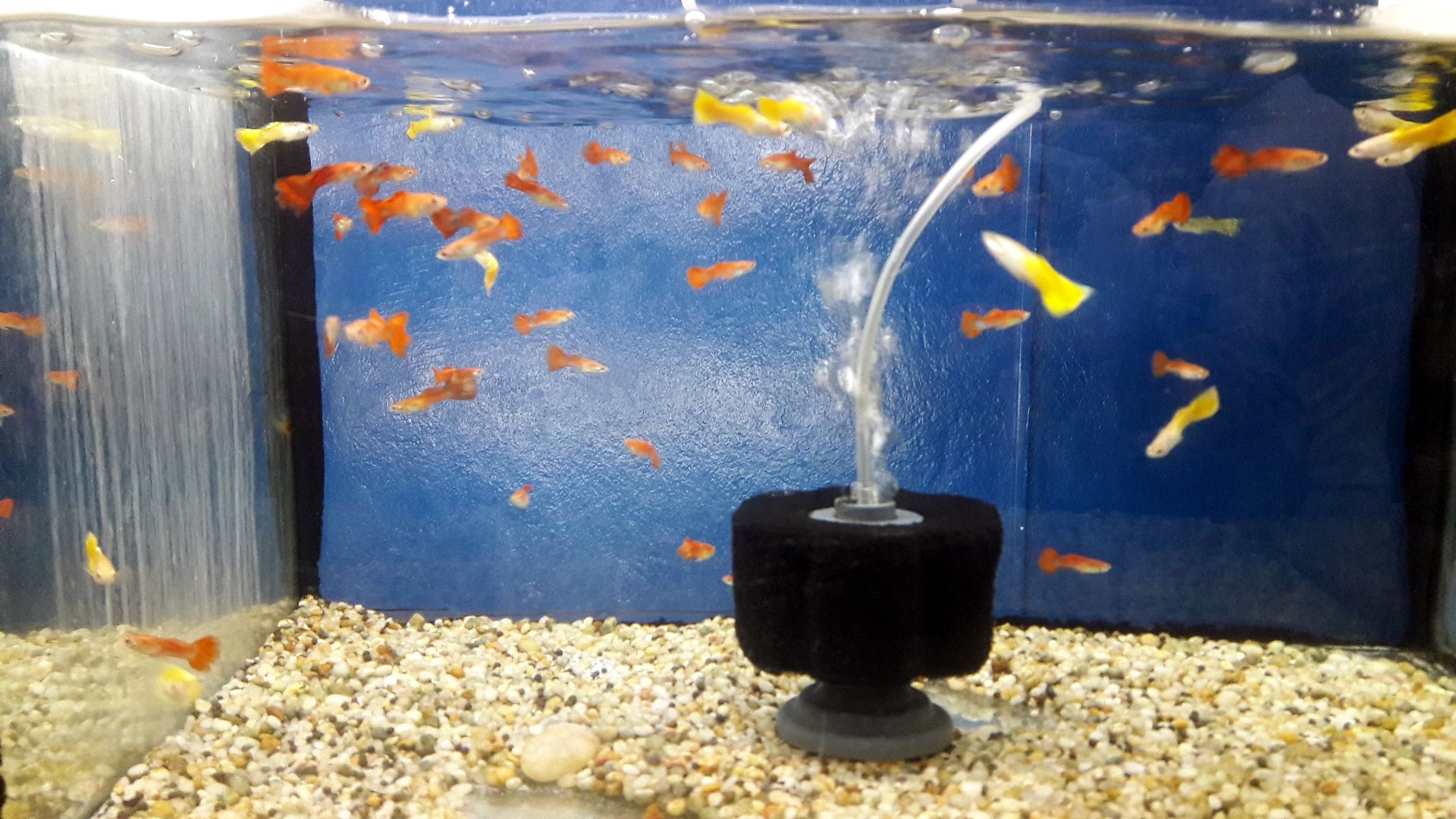 Water Hardness: GH and KH Explained