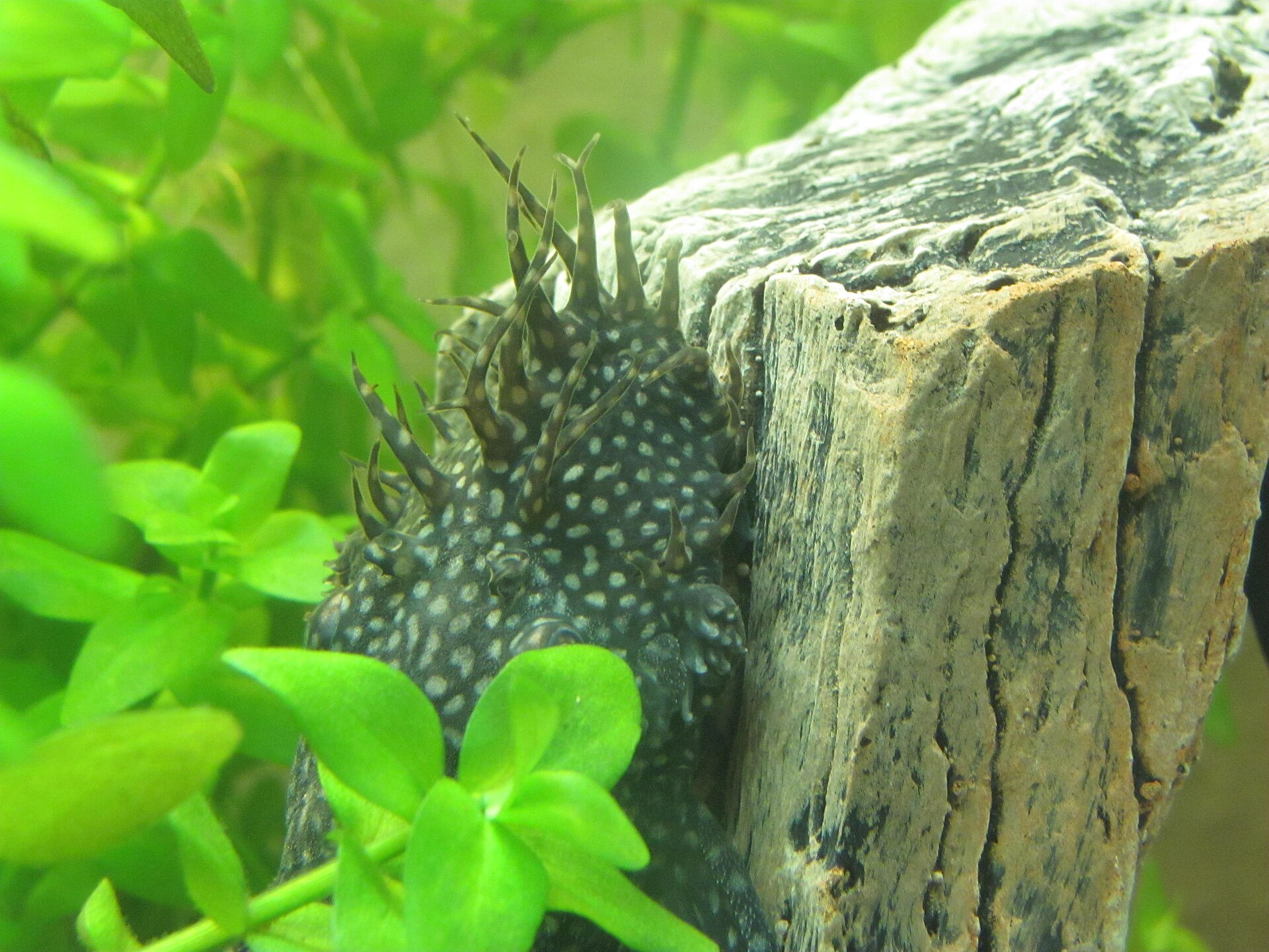 Bristlenose Pleco (Ancistrus spp.): Practical Pleco Care