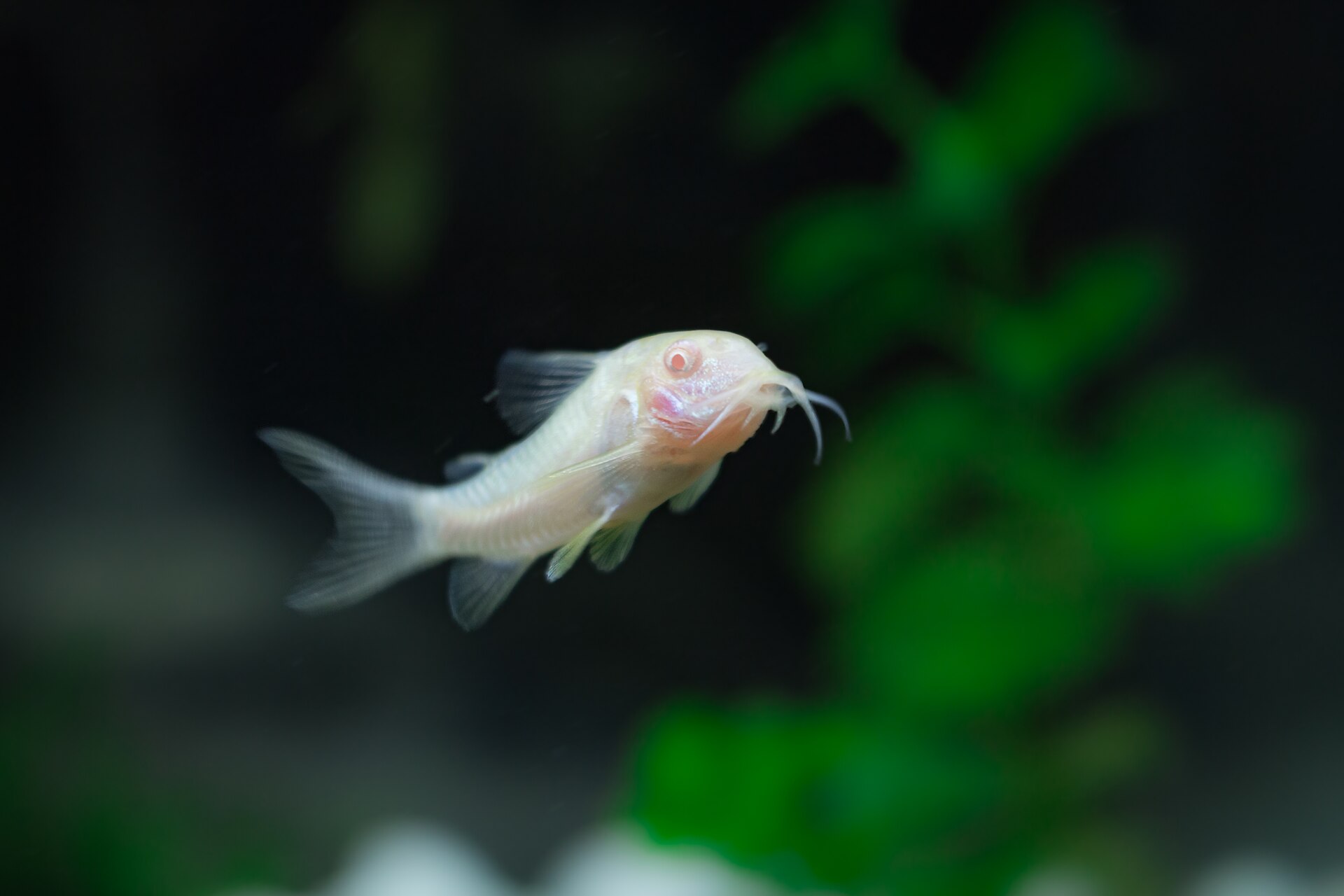 Bronze Corydoras (Corydoras aeneus): Care & Breeding