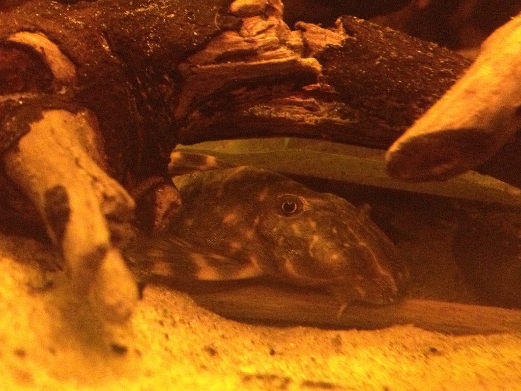 Clown Pleco (Panaqolus maccus): Small Wood-Eater Care