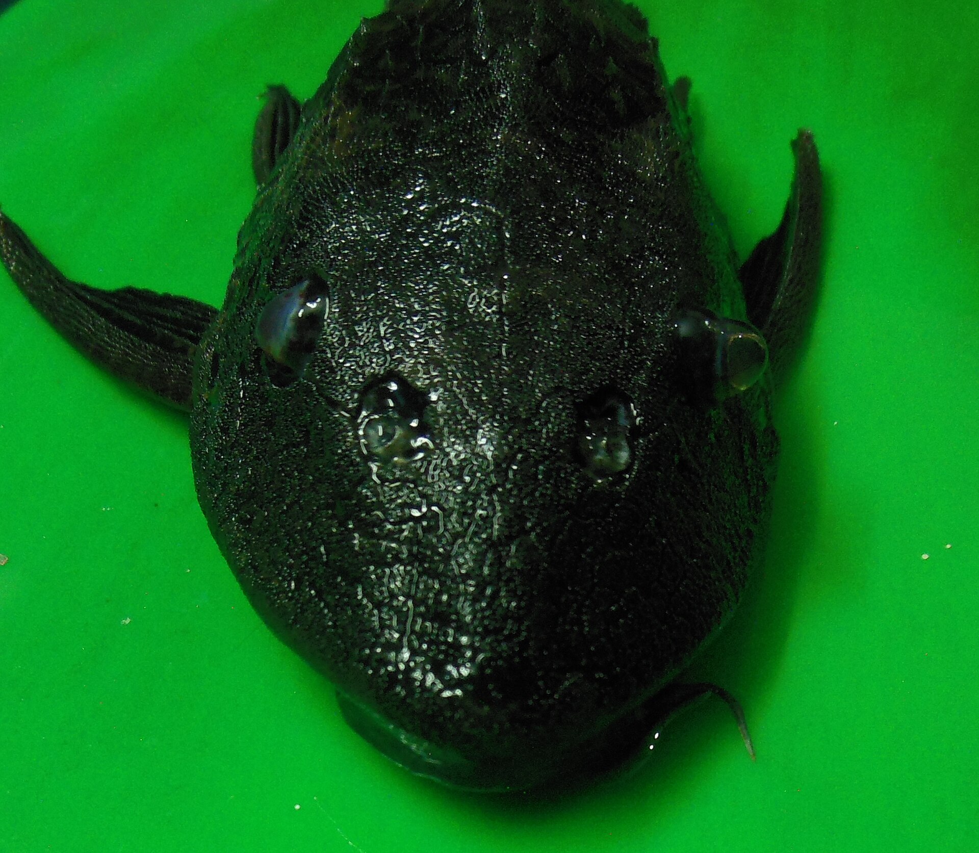 Common Pleco (Pterygoplichthys multiradiatus): Adult Size