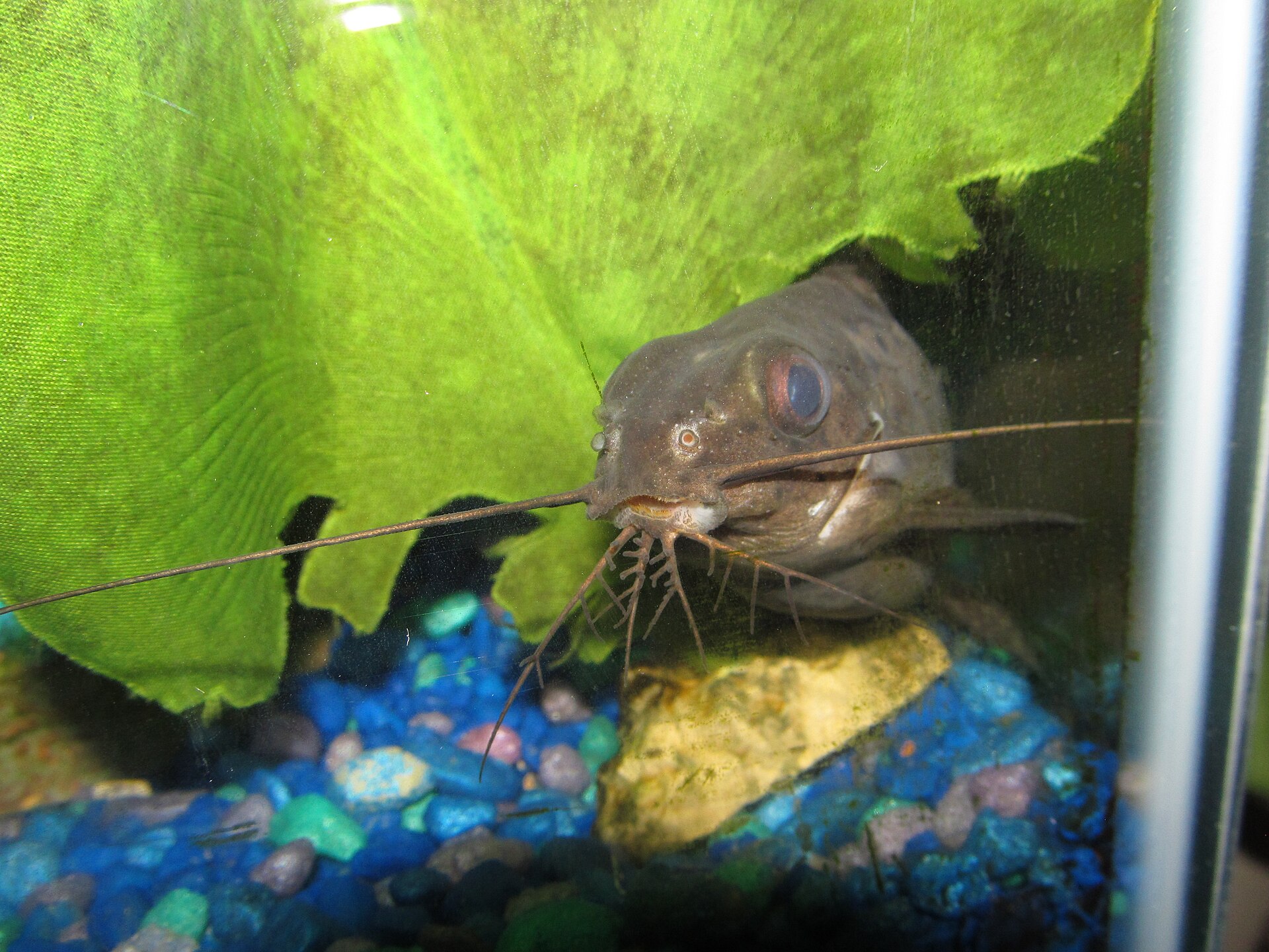 Featherfin Synodontis (Synodontis eupterus): Care Guide