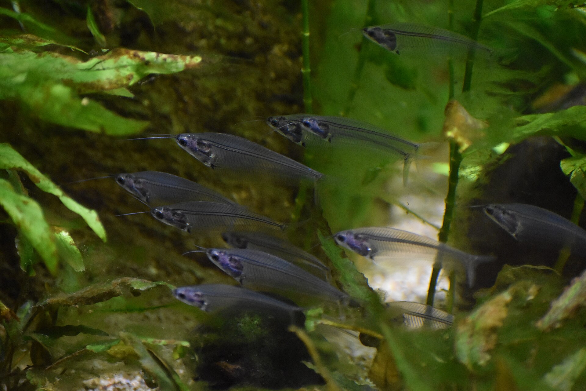 Glass Catfish (Kryptopterus vitreolus): Schooling Care