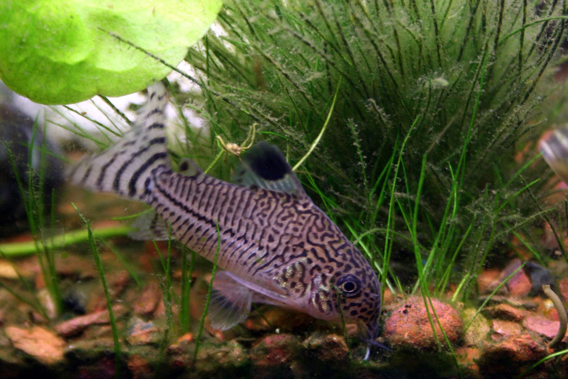 Why Is My Pleco Not Eating Algae?